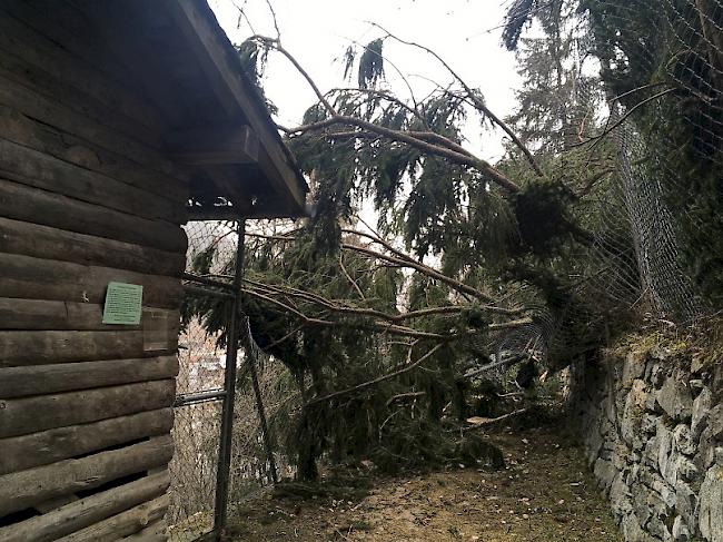 Es sind auch kleinere Schäden am Heuschober der Steinböcke entstanden.