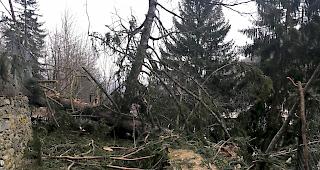 &laquo;Sabine&raquo; hat im Tierpark drei Tannen geknickt und die haben...