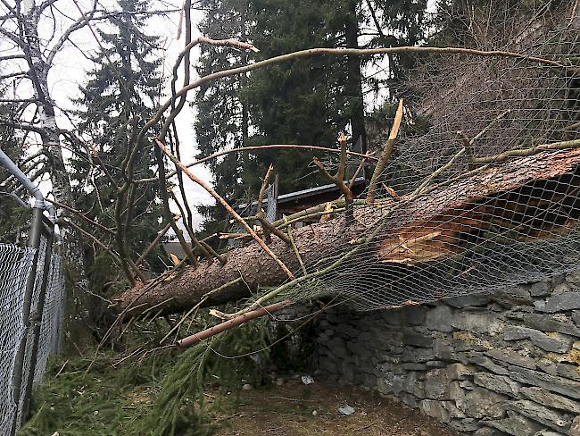 ...die Zäune der Gehege oberhalb und unterhalb des Weges stark beschädigt.