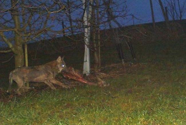 Nachdem der kranke Wolf in der vergangenen Nacht wieder zu einem Riss im Raum Bischofszell zurückkehrte, sei er «von seinem Leid erlöst» worden.