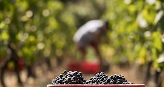 Provins ist mit den Auszahlungen der Ernte im R&uuml;ckstand. 