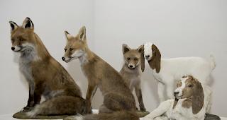 Oberwalliser Pelzfellmarkt in M&ouml;rel.&nbsp;