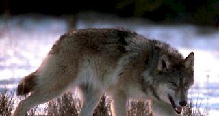 Der Vorstoss war von mehreren Oberwalliser CVP-Abgeordneten nach einem Wolfsangriff im M&auml;rz 2019 eingereicht worden.