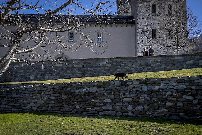 Ungestört. Diese Katze im fast leeren Stockalperhof in Brig. 