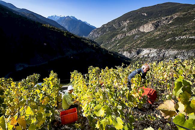 Schwere Zeiten. Die Coronakrise trifft auch die Weinbranche hart (Bild: Weinernte bei Visperterminen)