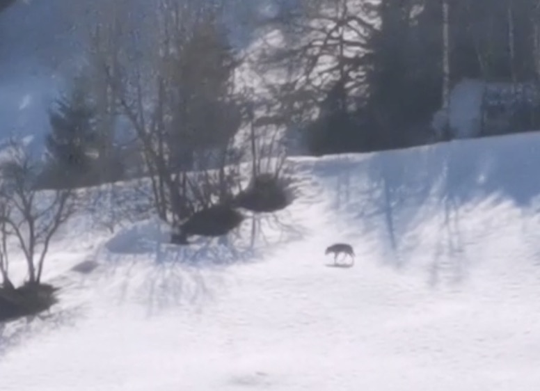 Video: Wolf streift durchs Lötschental