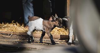 Diese Woche gab es Nachwuchs auf dem Ziegenzuchthof von Christian Fryand.