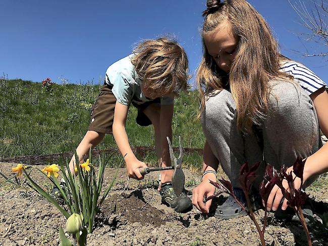 Macht Spass. Arbeiten mit einem «Garten-kit» von Pfyn-Finges: Natur im allernächster 
Nähe erleben.