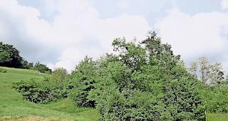 Wie geschaffen. Solche Dornb&uuml;sche in Hecken sind als Nistplatz f&uuml;r Neunt&ouml;ter bestens geeignet.Foto BirdLife Schweiz
