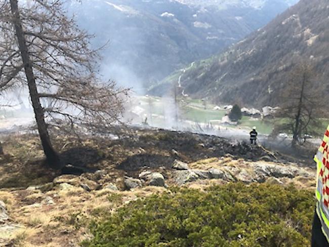 Oberhalb von Törbel ist am frühen Nachmittag ein lichtes Waldstück in Brand geraten. Gegen 15 Uhr hatte die Feuerwehr von Törbel mithilfe eines Helikopters der Air Zermatt den Flächenbrand unter Kontrolle.